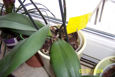 3.Phalaenopsis_nah.JPG