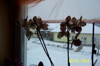3.Phalaenopsis_Blüten.JPG