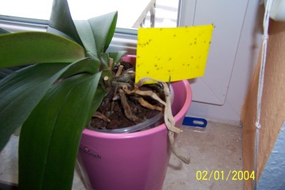 2.Phalaenopsis_nah.JPG