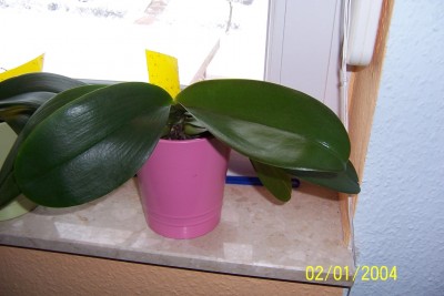 2.Phalaenopsis.JPG