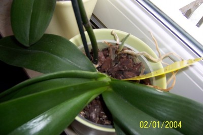 1.Phalaenopsis_nah.JPG