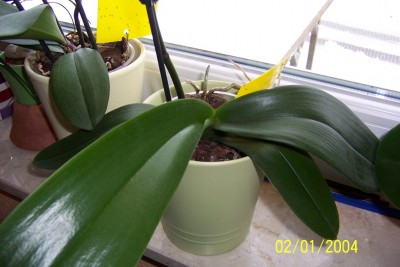 1.Phalaenopsis.JPG