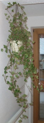 CIMG8346.JPG