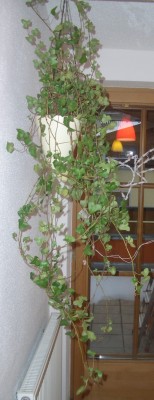CIMG8345.JPG