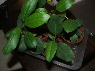 Ficus Beng.jpg