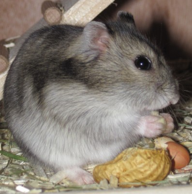 Hamster 004.JPG