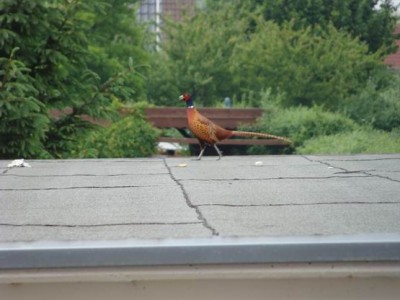 Meine Bilder 566a.jpg