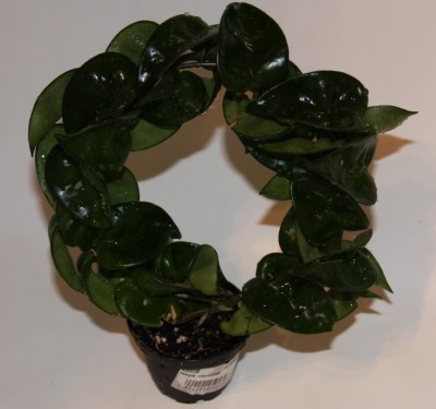 Hoya carnosa compacta - 08.01.2010.jpg