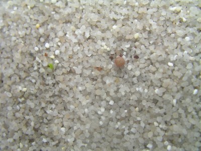 heutea 035.JPG