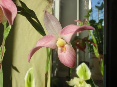 Phragmipedium Hanne Popow.JPG