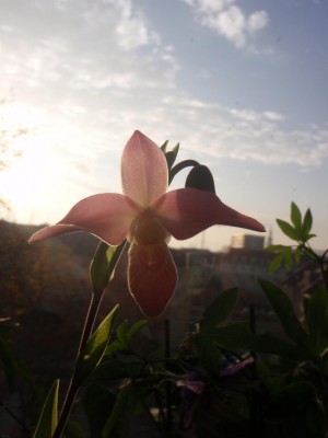 Phragmipedium im hintergund klagenfurt.JPG