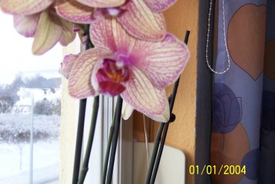 3.Phalaenopsis_Blüte_nah.JPG