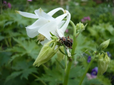 vulgaris Nivea.JPG