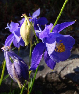 Aquilegia pyrenaica.JPG