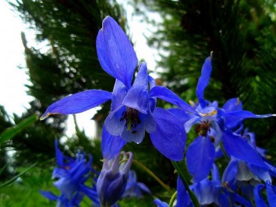 Aquilegia alpina.JPG