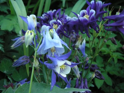 normale A. vulgaris und Biedermeier.JPG