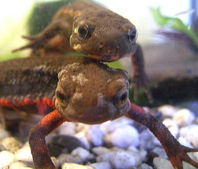 old molch &amp; young molch.jpg