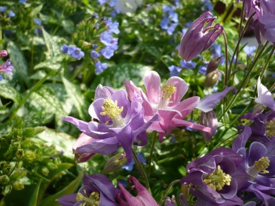 Aquilegia vulgaris Biedermeier.JPG