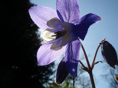 sibirica.JPG