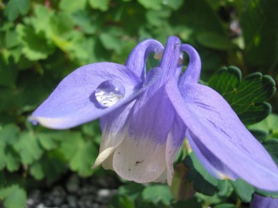flabellata.JPG