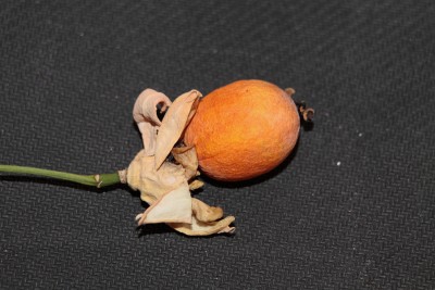 Abutilon Kapsel_800.jpg