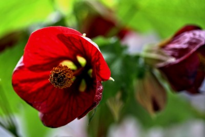 Abutilon Blüte IMG_6858.jpg