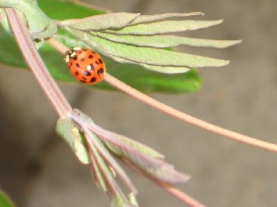 Marienkäferchen.JPG