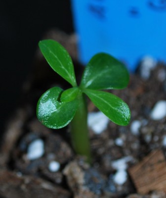 Adenium_obesum_Black_Fire.jpg