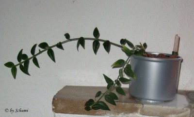 Hoya Bella.jpg