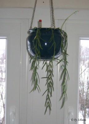 Hoya Linearis.jpg