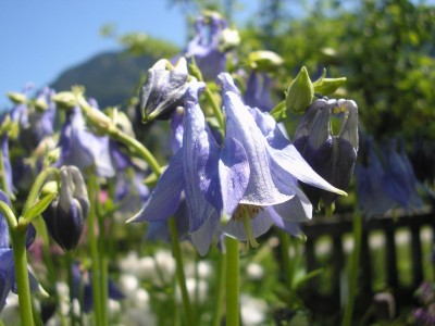 Aquilegia vulgaris geädert.JPG