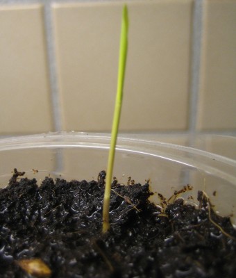 20100109_0001_1.JPG