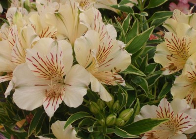 variegate Alstromeria.JPG