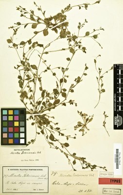 Microteaceae.jpg