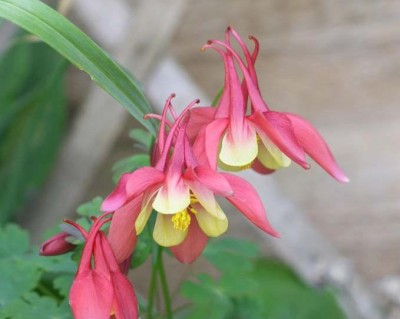 Aquilegia Spring Magic.JPG