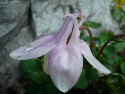 flabellata kurilensis rosea.JPG
