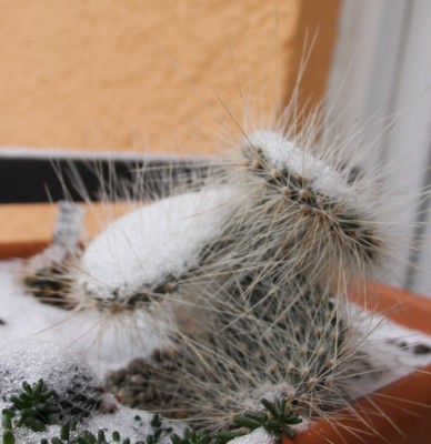 Opuntia ursula im Schnee - 09.01.2010 - 1.jpg