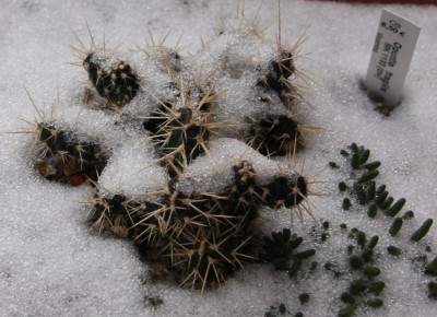 Opuntia fragilis im Schnee - 09.01.2010 - 1.jpg