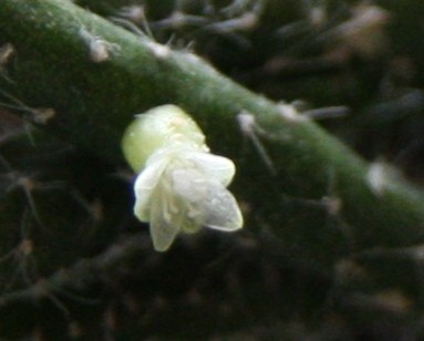Rhipsalis horrida - Blüte - 10.01.2010 - 3.jpg
