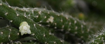 Rhipsalis horrida - Blüte - 10.01.2010 - 2.jpg