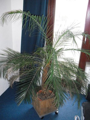 palme2.jpg