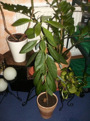 HPIM0213.JPG