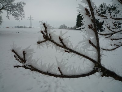 frostige Zweige2.JPG