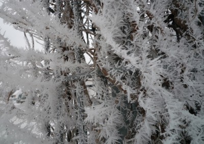 frostige Zweige.JPG