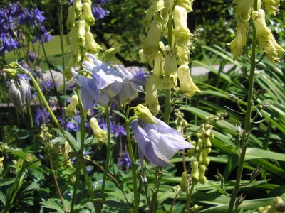 Aconitum vulparia mit hellblauer Aquilegia vulgaris.JPG