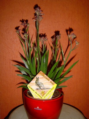 DSC07136-1.jpg