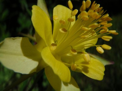 close Aquilegia chaplinei Chaplins Goldakelei.JPG