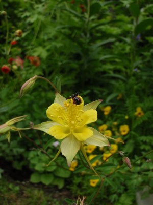 Aquilegia chaplinei mit Spinne zwei.JPG