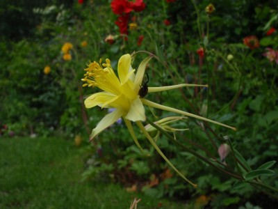 Aquilegia chaplinei mit Spinne.JPG