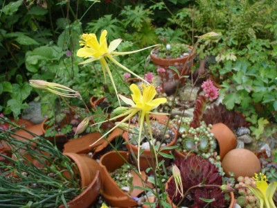 Aquilegia chaplinei.JPG